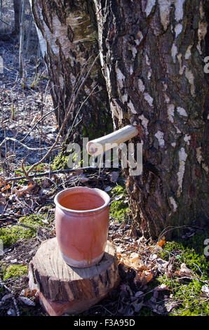 Birkensaft Baum im Frühling Wald sammeln Stockfoto