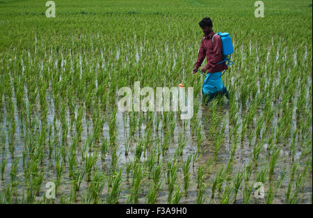 Menschen, die Sprühen von Pestiziden in einem Reisfeld (Indien) Stockfoto