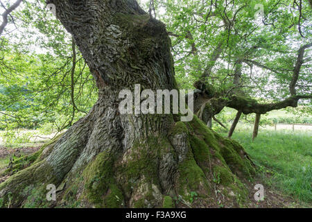 Kapaun Baum veteran Traubeneiche (Quercus Petraea), Jedburgh, Schottland Stockfoto