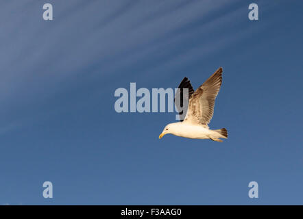 Seetang Möwe im Flug am Strand von Whangamata, Coromandel Peninsula, Neuseeland Stockfoto