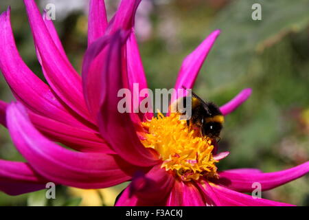 Bienen sammeln Nektar auf Blume Stockfoto