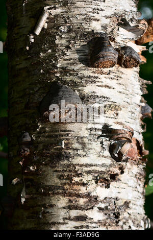 Chaga Pilz auf Birke im Mischwald. Stockfoto