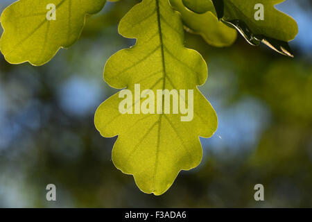 Glänzende lebhafte transluzente Eiche Blatt auf blauen Himmel und grünen Hintergrund Stockfoto