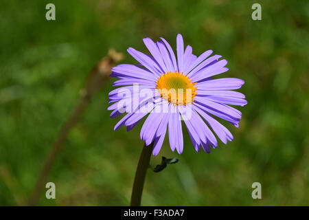 Lila Alpen Aster Blüte auf Hintergrund von grünem Rasen Stockfoto