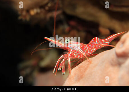 Durban Dancing Shrimp (Rhynchocinetes Durbanensis, aka Hingebeak Garnele, Scharnier-Schnabel-Garnelen). Padang Bai, Bali, Indonesien Stockfoto