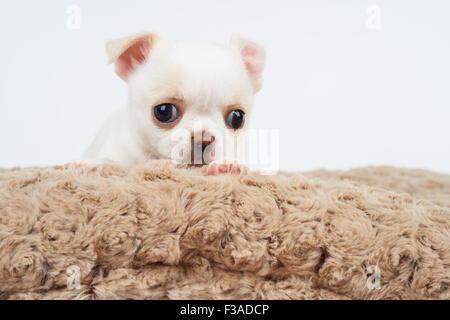 Weiße Welpen Chihuahua auf Beige Tierbett Stockfoto