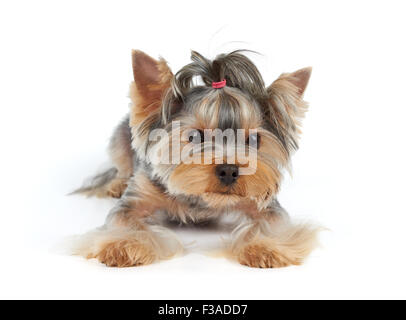 Haarschnitt-Yorkshire-Terrier liegt auf weißem Hintergrund Stockfoto