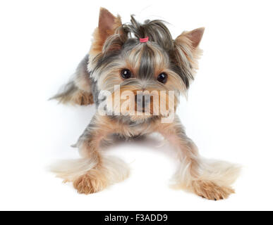 Yorkshire Terrier mit großen schönen Augen und kurzen Haaren liegt auf weißem Hintergrund Stockfoto