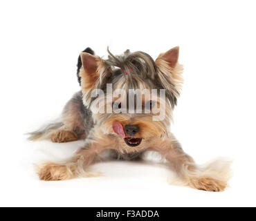 Yorkshire Terrier mit Kurzhaarschnitt leckt. Es sieht auf den Punkt, wo Ihr Produkt platziert werden können. Stockfoto