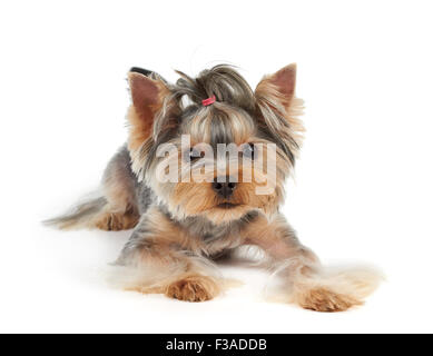 Yorkshire Terrier mit großen Augen schaut in die Kamera Stockfoto