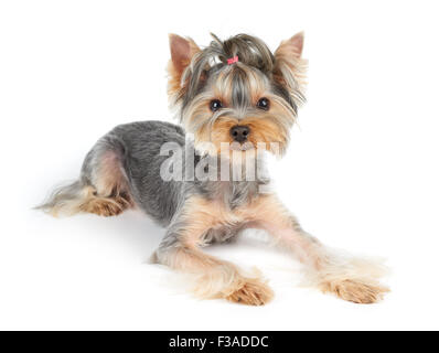 Yorkshire Terrier mit kurzen Haaren liegt auf weißem Hintergrund Stockfoto