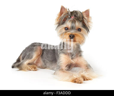 Schöne Yorkshire Terrier mit kurzen Haaren liegt auf weißem Hintergrund Stockfoto