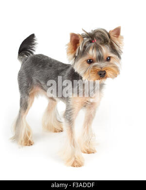 Yorkshire Terrier mit kurzen Haaren steht auf weißen Hintergrund isoliert Stockfoto