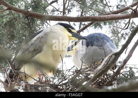 Zwei Reiher in ihrem Nest. Stockfoto