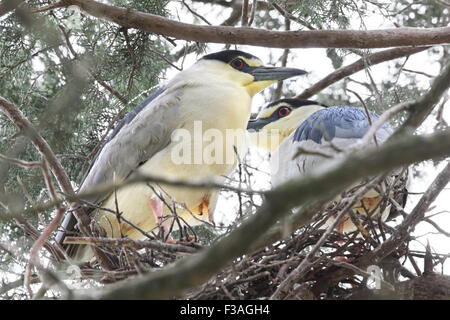 Paar Reiher in ihrem Nest. Stockfoto