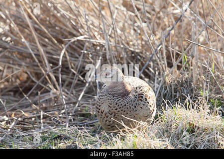 Weibliche Ring – Necked Fasan vor der Kamera. Stockfoto