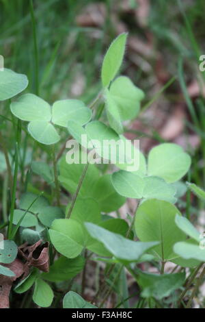 Klee und Rasen wachsen im Boden. Stockfoto