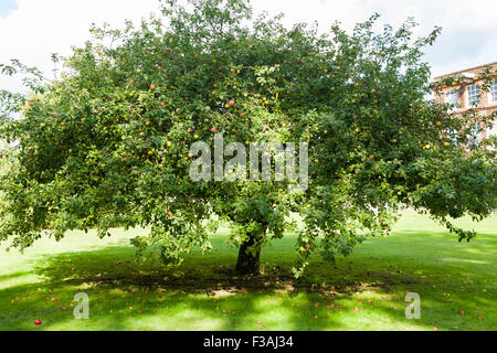 Newtons Apfelbaum auf dem Gelände des buschigen Haus; Teil des National Physical Laboratory (NPL) in Bushy Park, Teddington. VEREINIGTES KÖNIGREICH. Stockfoto