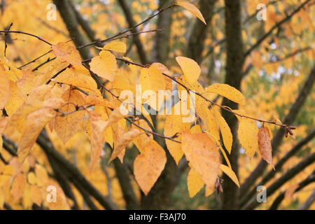 Wisley Gärten, Surrey, UK. 4. Oktober 2015. Die goldenen Blätter von einem Kirschbaum oder Prunus, ein fabelhaftes Vorbild die herrlichen Farben des Herbstes im RHS Wisley Gardens, Surrey, UK. Bildnachweis: Julia Gavin UK/Alamy Live-Nachrichten Stockfoto