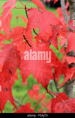 Wisley Gärten, Surrey, UK. 4. Oktober 2015. Die roten Blätter eines Baumes Acer gegen lebhaft grünen Rasen bieten ein fabelhaftes Vorbild die herrlichen Farben des Herbstes im RHS Wisley Gardens, Surrey, UK. Bildnachweis: Julia Gavin UK/Alamy Live-Nachrichten Stockfoto