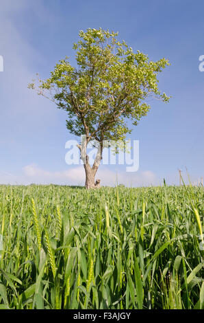 Nahaufnahme der Bio-Landwirtschaft in den Bereichen Stockfoto