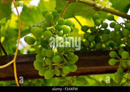 Bio-Weinbau im Norden Bulgariens im Sommer Stockfoto