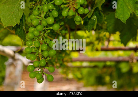 Bio-Weinbau im Norden Bulgariens im Sommer Stockfoto