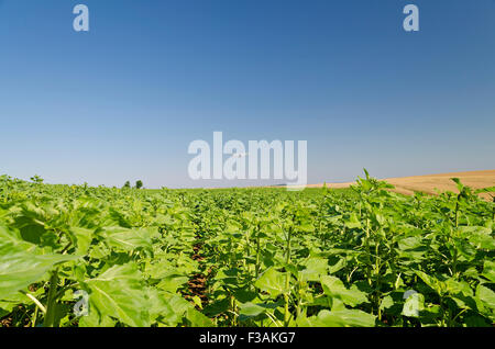 Eine landwirtschaftliche Sprühflugzeug Tiefflug über einem Sonnenblumenfeld, Chemikalien sprühen Stockfoto