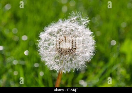 Sonniger Tag mit glänzenden shaggy Löwenzahn im grünen Stockfoto