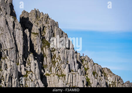 Verwürfler auf Borstigen Ridge, Glyder Fach, Snowdonia Stockfoto