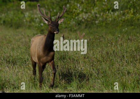 Roosevelt Elk Bulls (Cervus Canadensis Roosevelti) mit Geweih aus Samt, der ihr Wachstum bis zum Schuppen in der f zu ernähren, wird Stockfoto