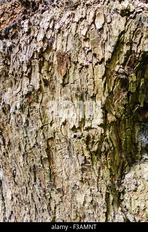 Der knorrige Oberfläche einer alten Birnbaum auf ein Naturschutzgebiet in der Landschaft Herefordshire UK Stockfoto