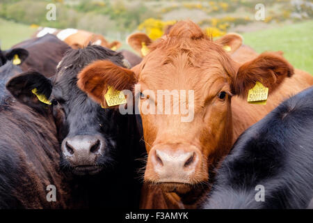 Neugierige junge Stiere Bos taurus (Rinder) mit gelben Ohrmarken auf einem Bauernhof. Wales, Großbritannien, Großbritannien Stockfoto