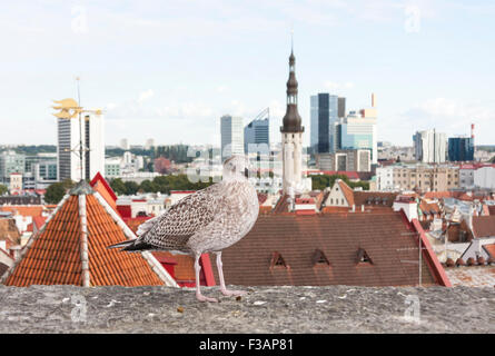 Möwe fliegen vor dem Panorama der Altstadt von Tallinn, Estland Stockfoto