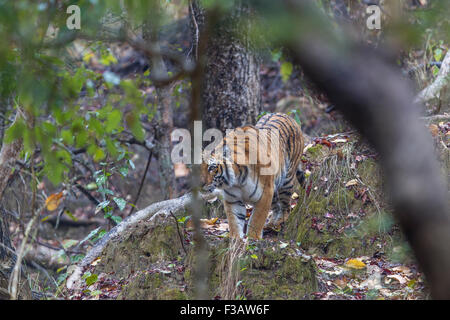 Eine bengalische Tigerin schlich in den Wald von Jim Corbett Nationalpark, Indien. (Panthera Tigris) Stockfoto