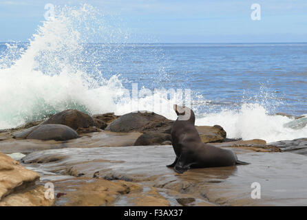 Eine kalifornische Seelöwe (Zalophus Californianus) kommt an Land als Ozean Wellen auf die Felsen. La Jolla Cove, San Diego, Kalifornien gedreht. Stockfoto