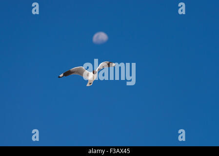 Weiß vorangegangene schwarz-Anden Möwe (Chroicocephalus Serranus) fliegen in den tiefblauen Himmel des Hochlandes der bolivianischen Anden. Moon ich Stockfoto