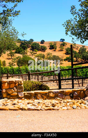 Die Firestone-Weinberg in den Foxen Canyon, Teil von Santa Barbara County in Kalifornien Stockfoto