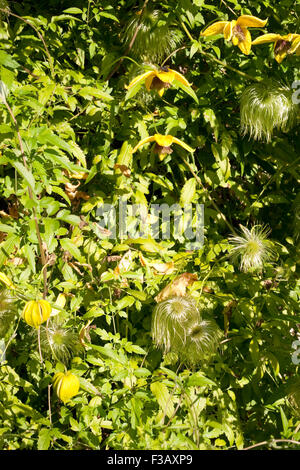 Clematis Tangutica mit Samenköpfe Stockfoto