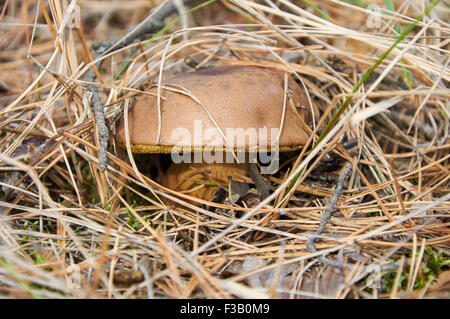 Imleria Badia, allgemein bekannt als die Bucht Bolete in Kiefernnadeln Stockfoto