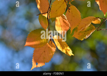 Herbstblätter auf der Ulmen. Herbst ist die Zeit der fallenden Blätter und schöne Bäume. Stockfoto