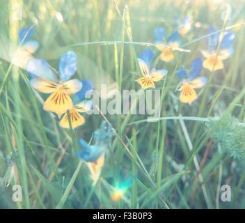 Pastell gefiltert Weichzeichner Bild von Sommer wilde Blumen lange Gras Stockfoto