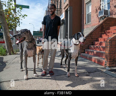 Ein Mann seine Hunde in der Carroll Gardens/Cobble Hill, Brooklyn, New York. Stockfoto