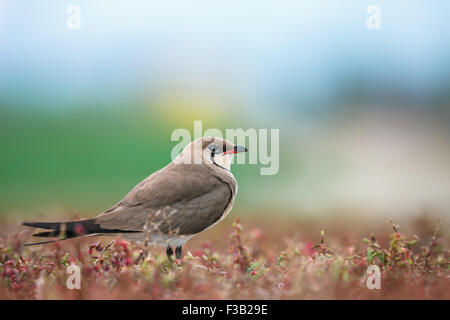 Rotflügel-Brachschwalbe (Glareola Pratincola) unter dem Meer Küste Pflanzen Stockfoto