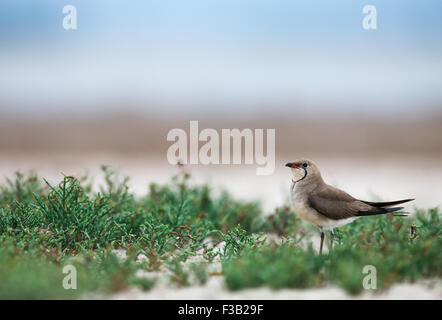 Rotflügel-Brachschwalbe (Glareola Pratincola) unter dem Meer Küste Pflanzen Stockfoto