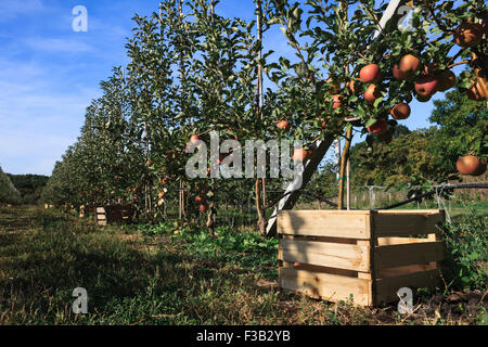 Herbst-Ernte: Apfelbäume Rudern mit Boxen für reife Früchte sonnige Landschaft. Stockfoto