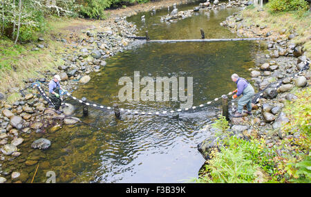 Brüterei Arbeiter netting Lachs um Eizellen und Spermien für die Fischaufzucht am Thornton Fish Hatchery sammeln Stockfoto