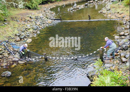 Brüterei Arbeiter netting Lachs um Eizellen und Spermien für die Fischaufzucht am Thornton Fish Hatchery sammeln Stockfoto