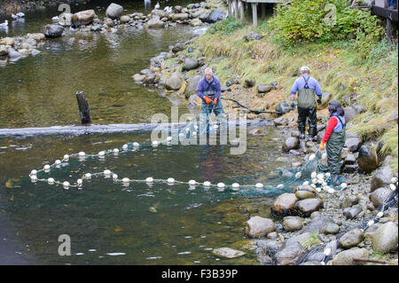 Brüterei Arbeiter netting Lachs um Eizellen und Spermien für die Fischaufzucht am Thornton Fish Hatchery sammeln Stockfoto