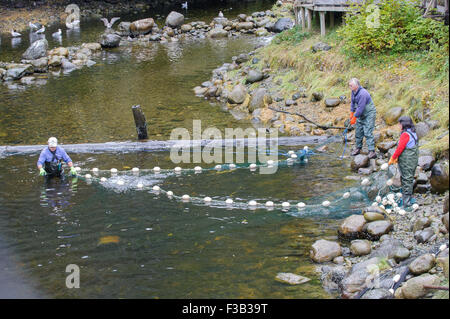 Brüterei Arbeiter netting Lachs um Eizellen und Spermien für die Fischaufzucht am Thornton Fish Hatchery sammeln Stockfoto